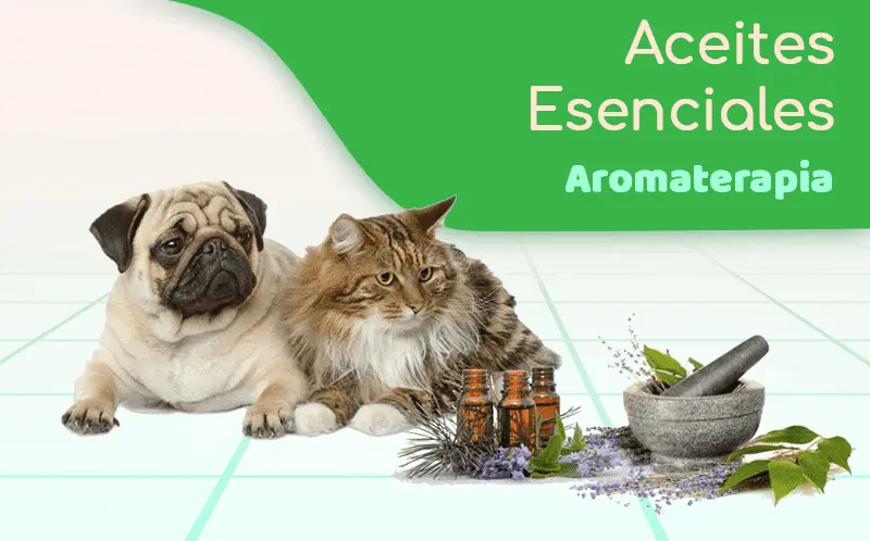 aromaterapia saha can